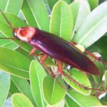 Cucaracha americana sobre una planta