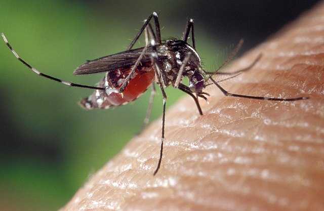 Mosquito sobre la piel