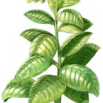 planta_tabaco