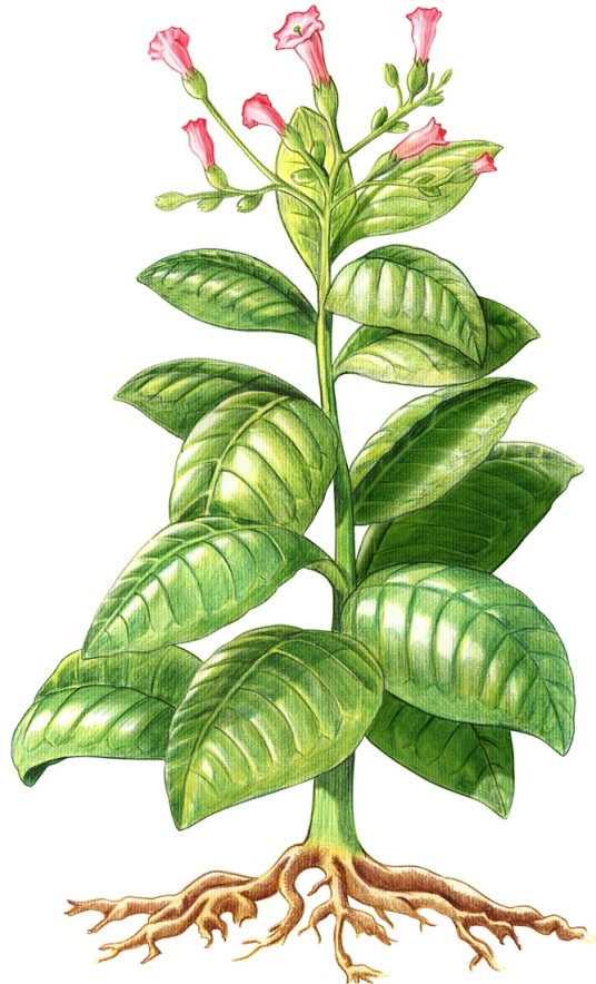 planta_tabaco